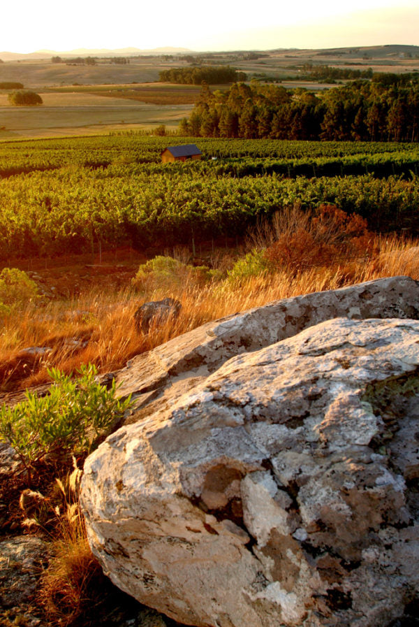 BIENESTAR ENTRE LAS SIERRAS DE LA BALLENA: BODEGA ALTOS DE LA BALLENA