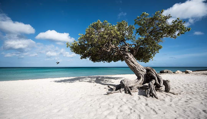 ARUBA - VACACIONES DE SETIEMBRE