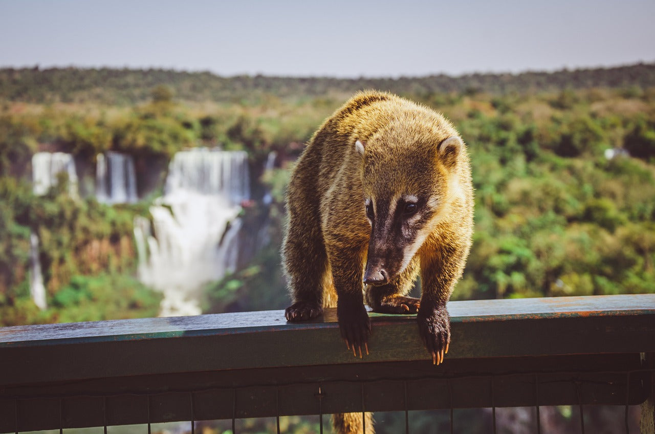 MARATÓN INTERNACIONAL FOZ DO IGUAÇU 2025